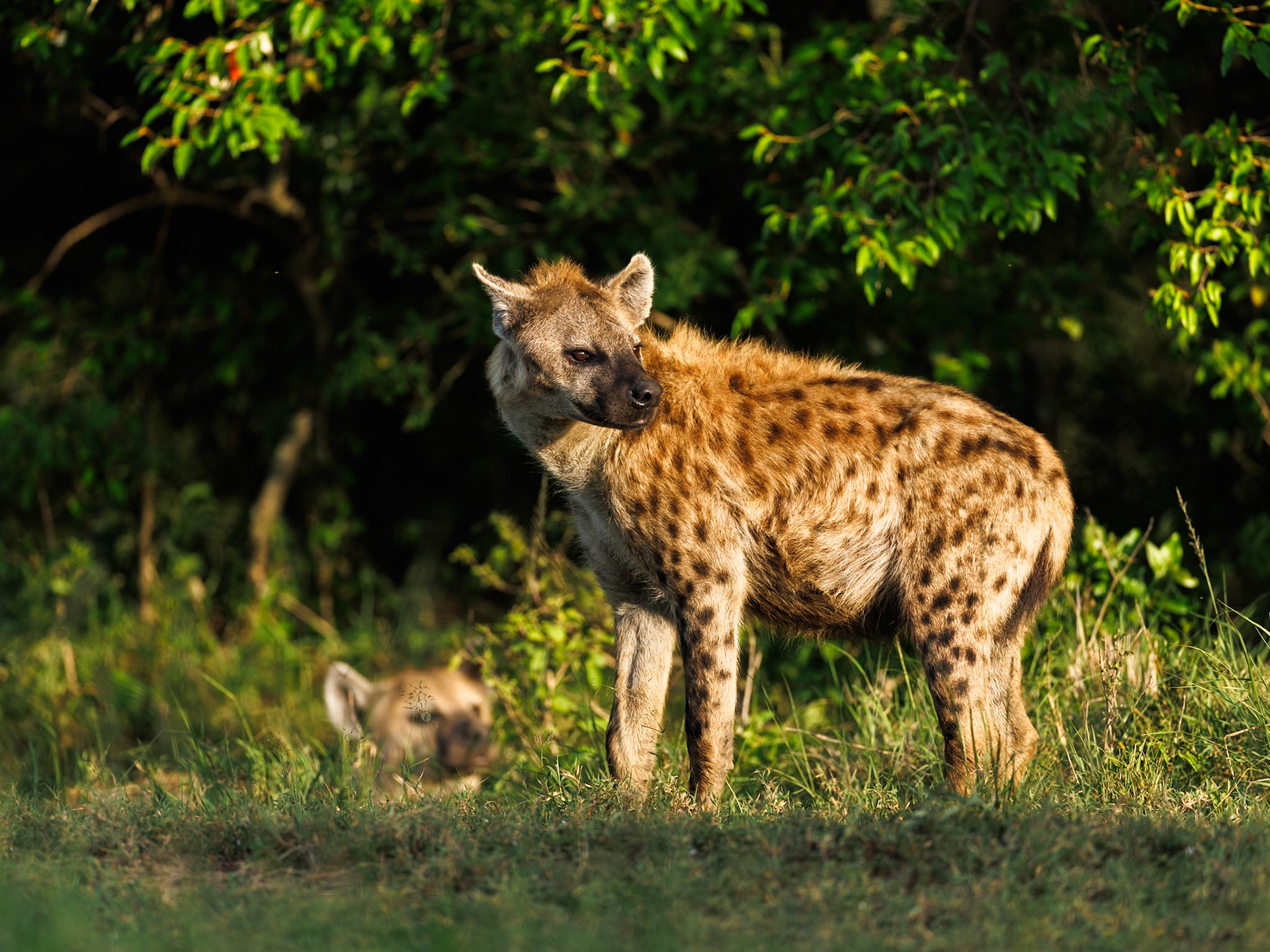 Spotted hyena in Masai Mara 2026