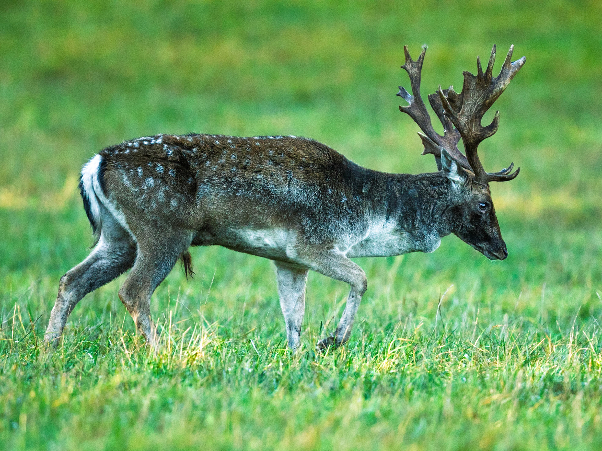 Fallow Deer