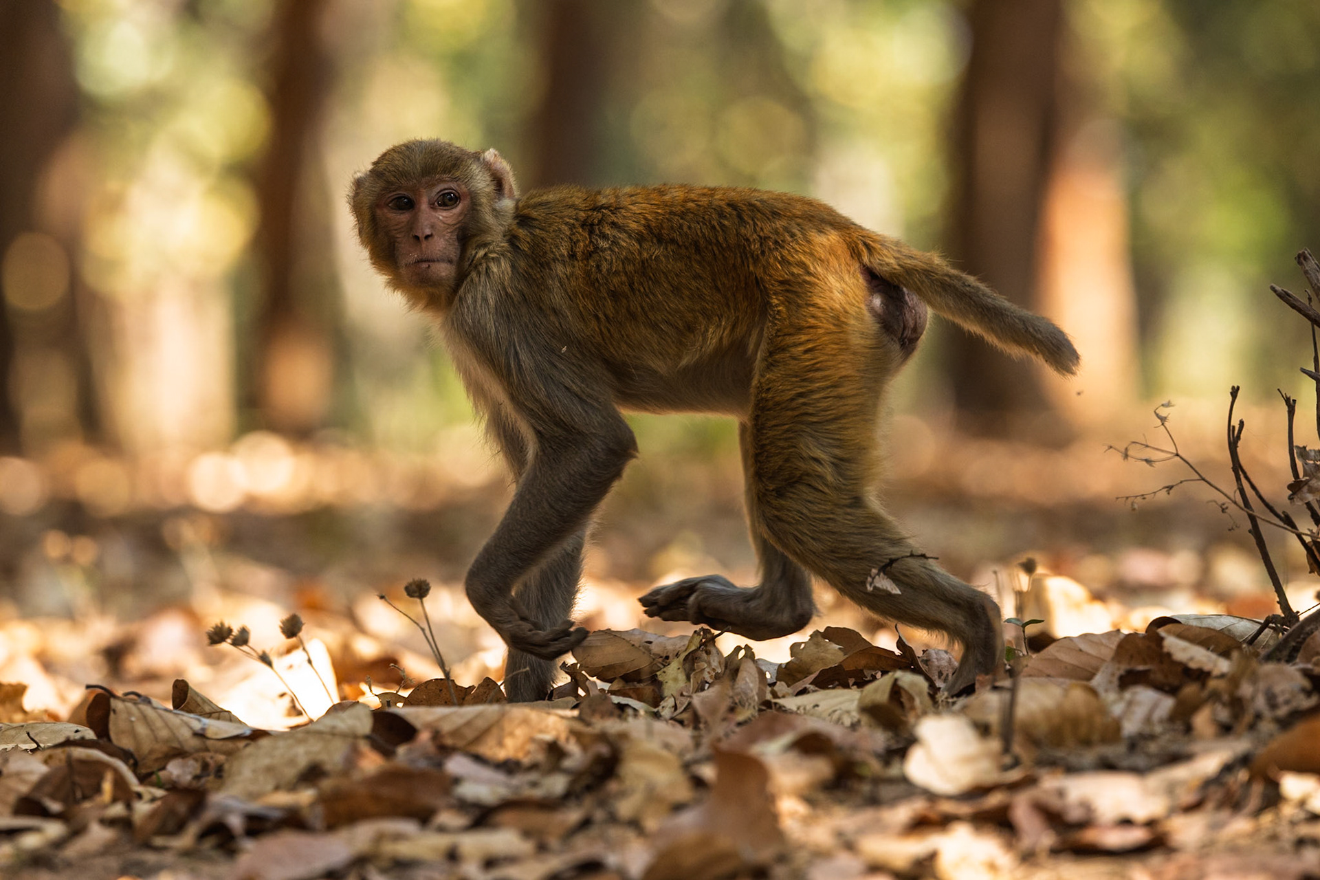 Rhesus Macaque