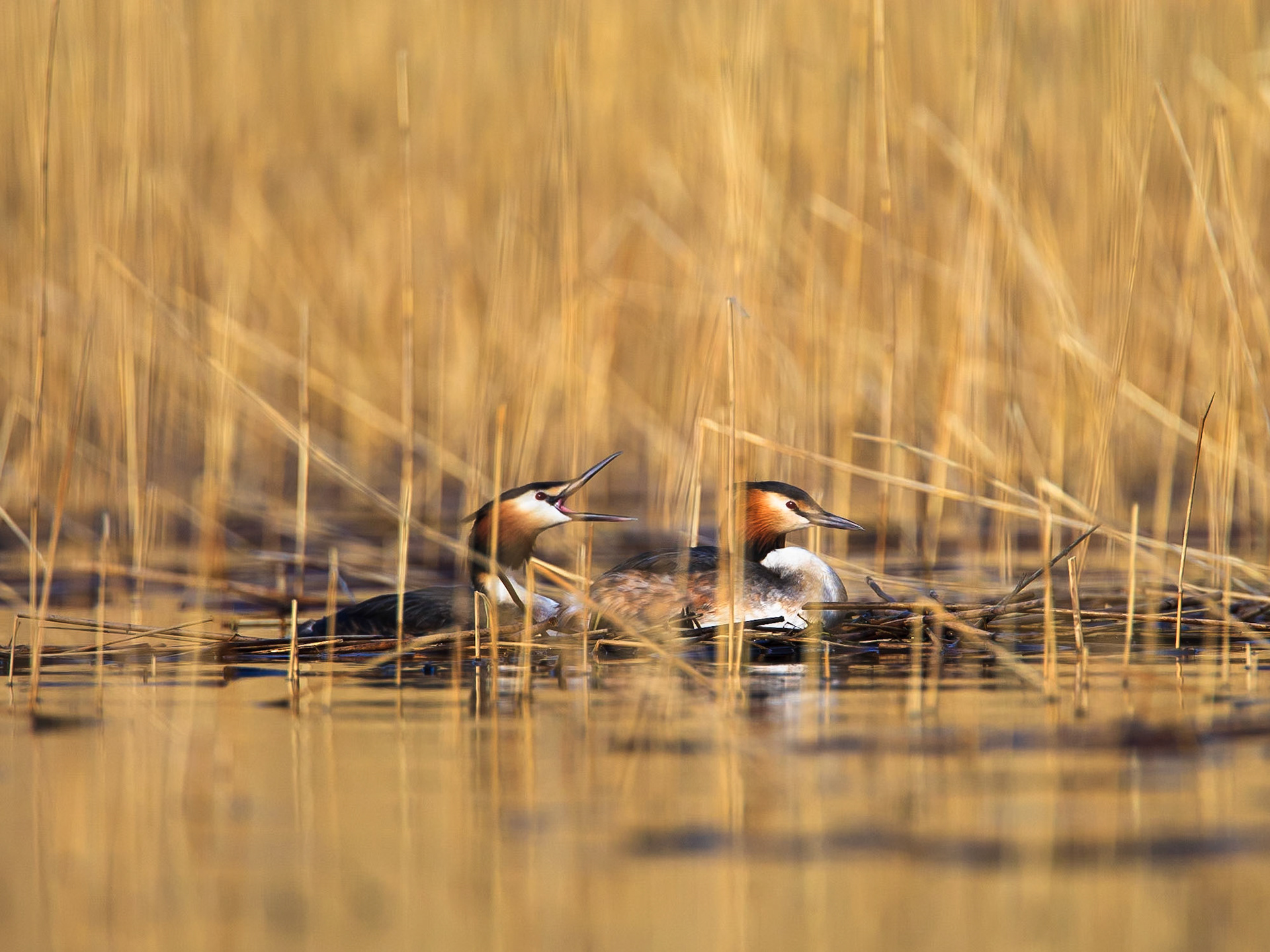Great Crested Grebe