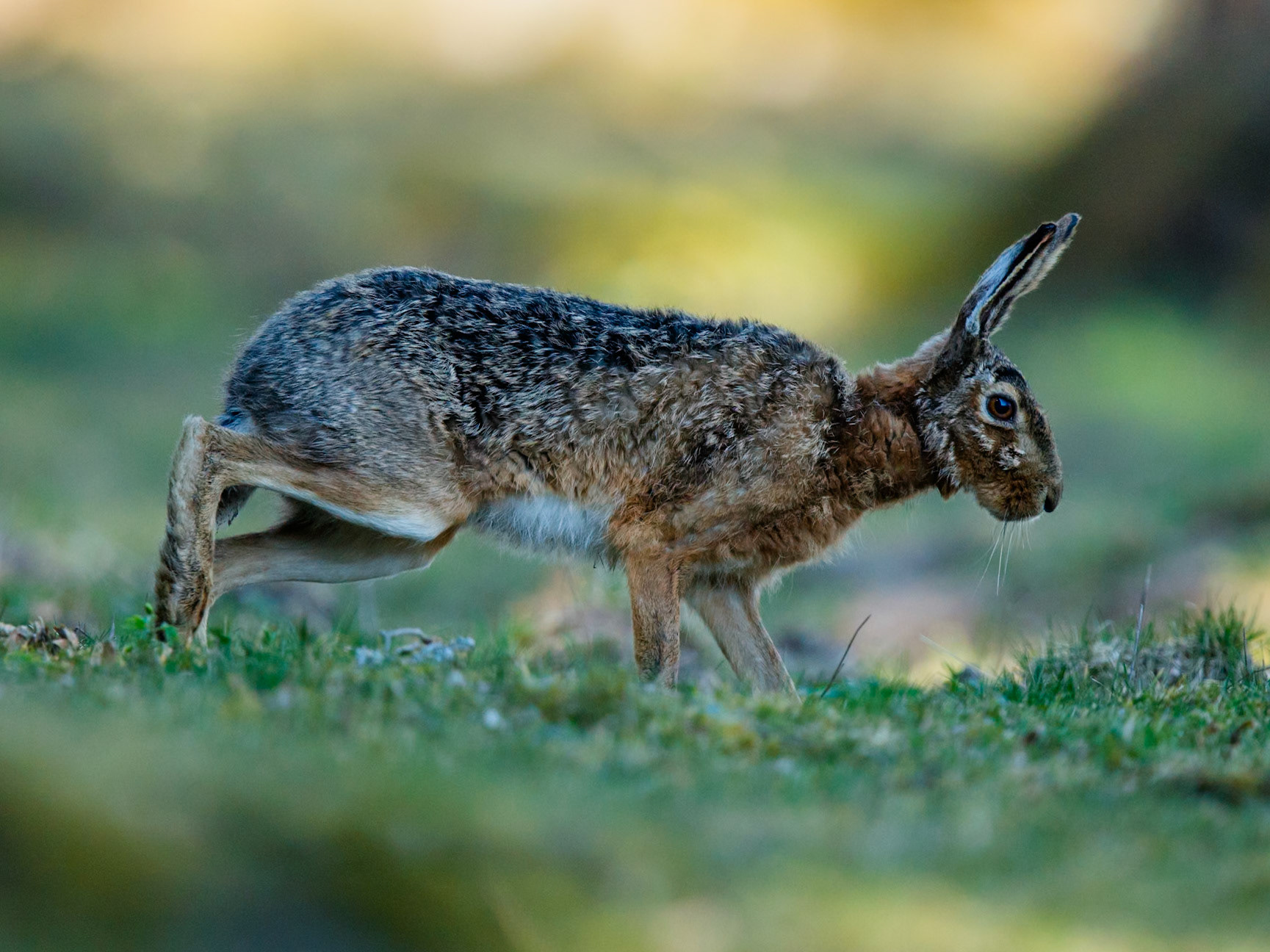 European Hare