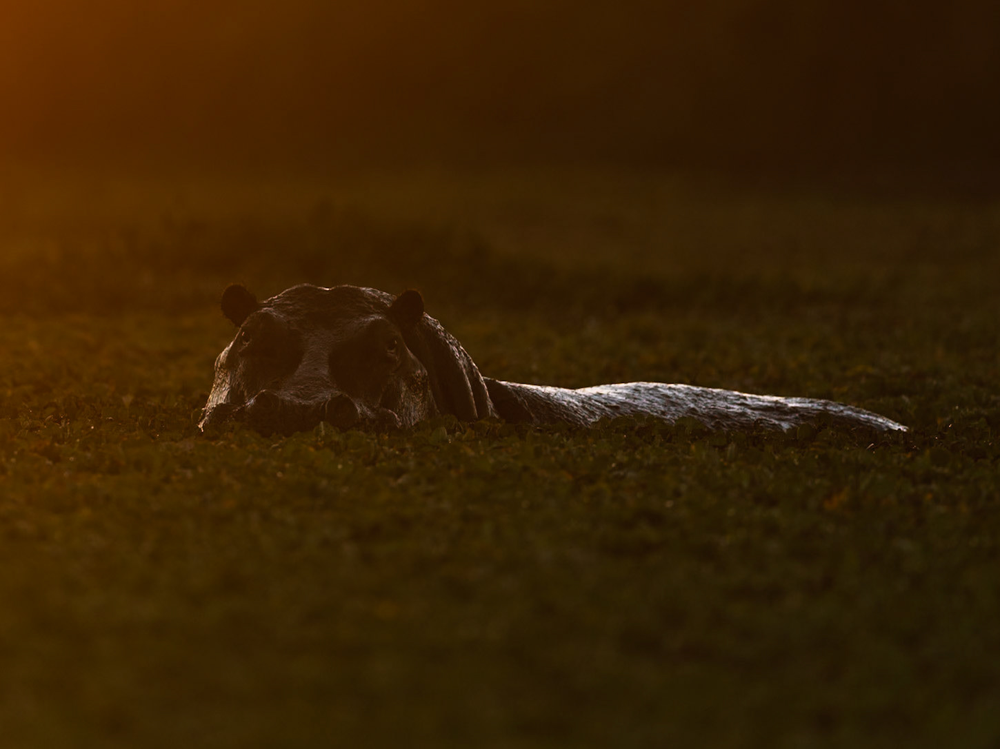 Hippo in Masai Mara 2026