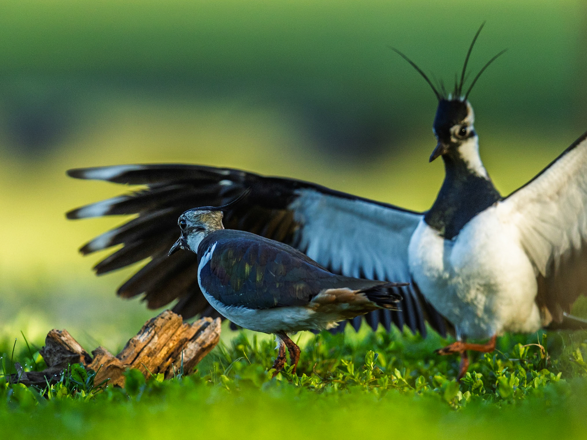 Northern lapwing