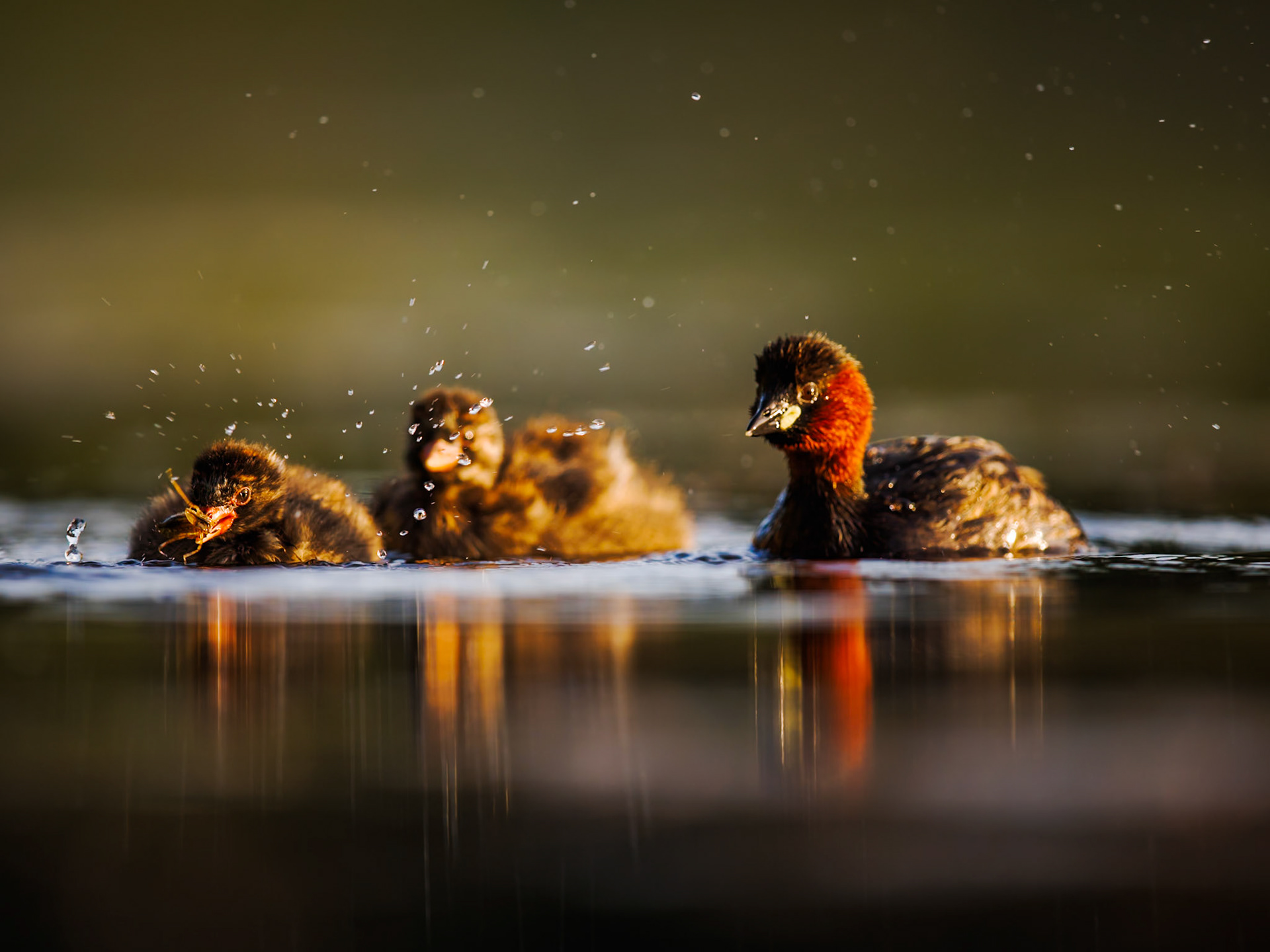 Little Grebe