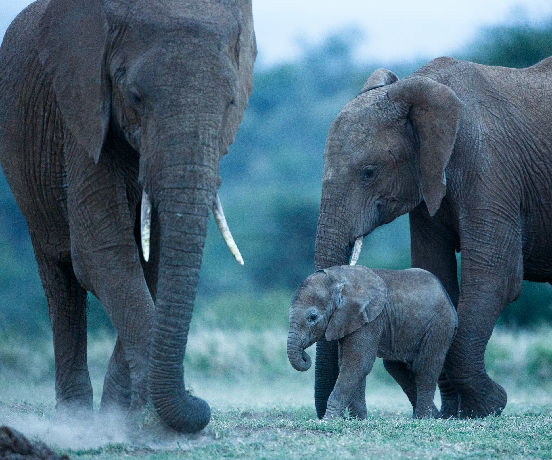 Savanna Elephant in Masai Mara 2014