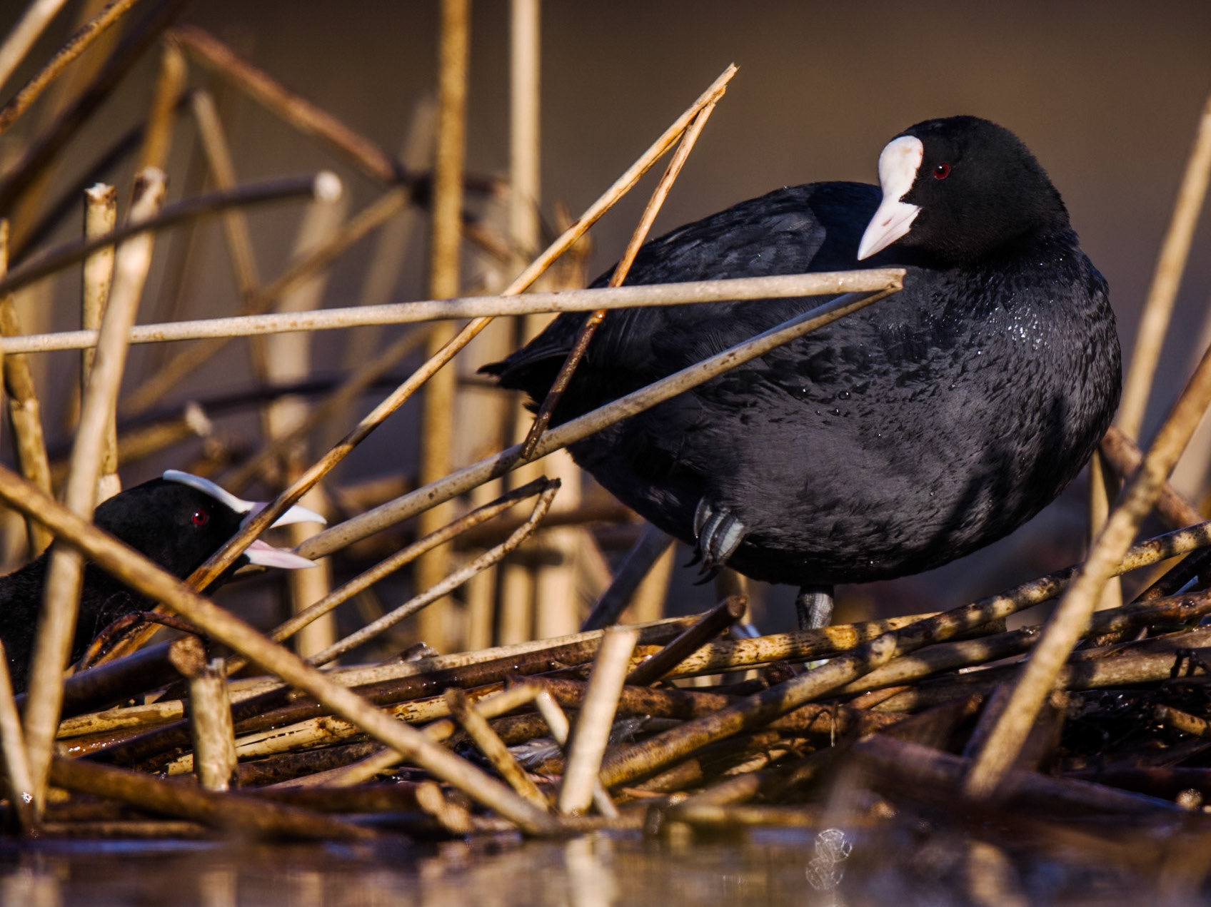 Eurasian Coot