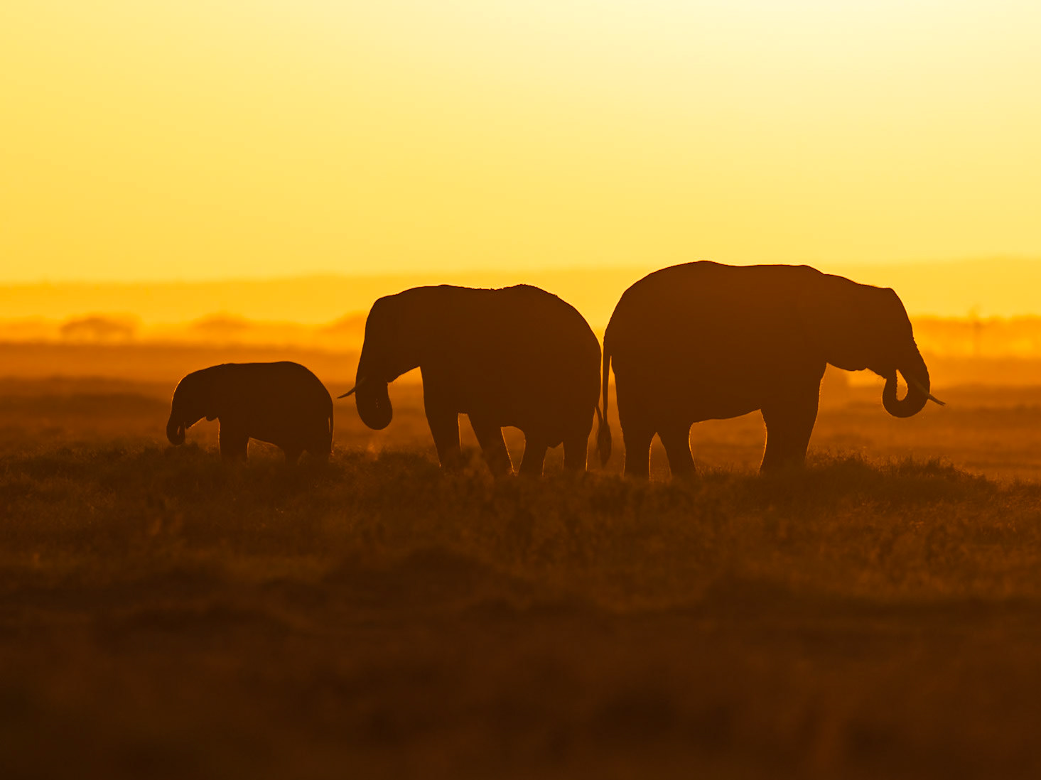 Elephants in Amboseli 2026