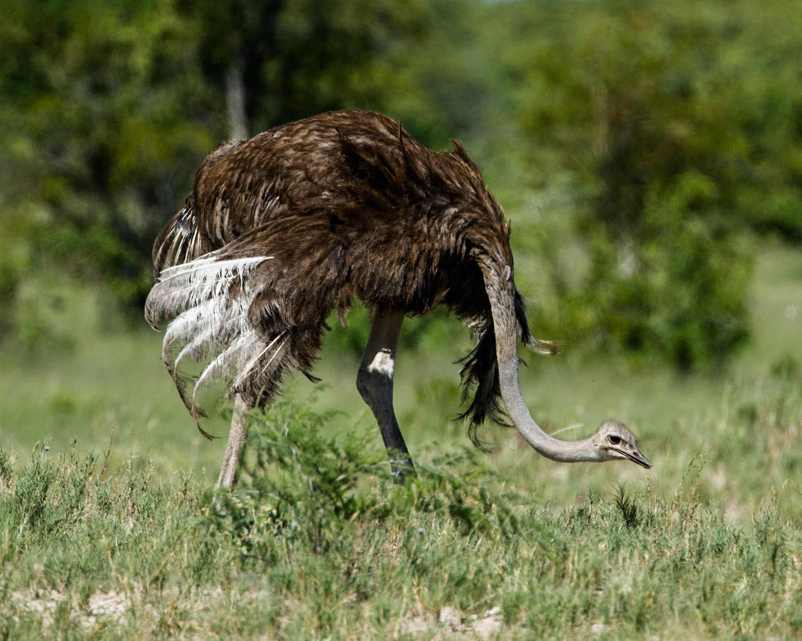 Common ostrich