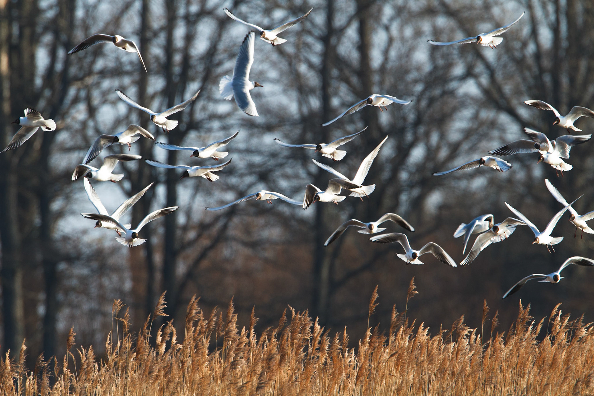 Black-headed Gull