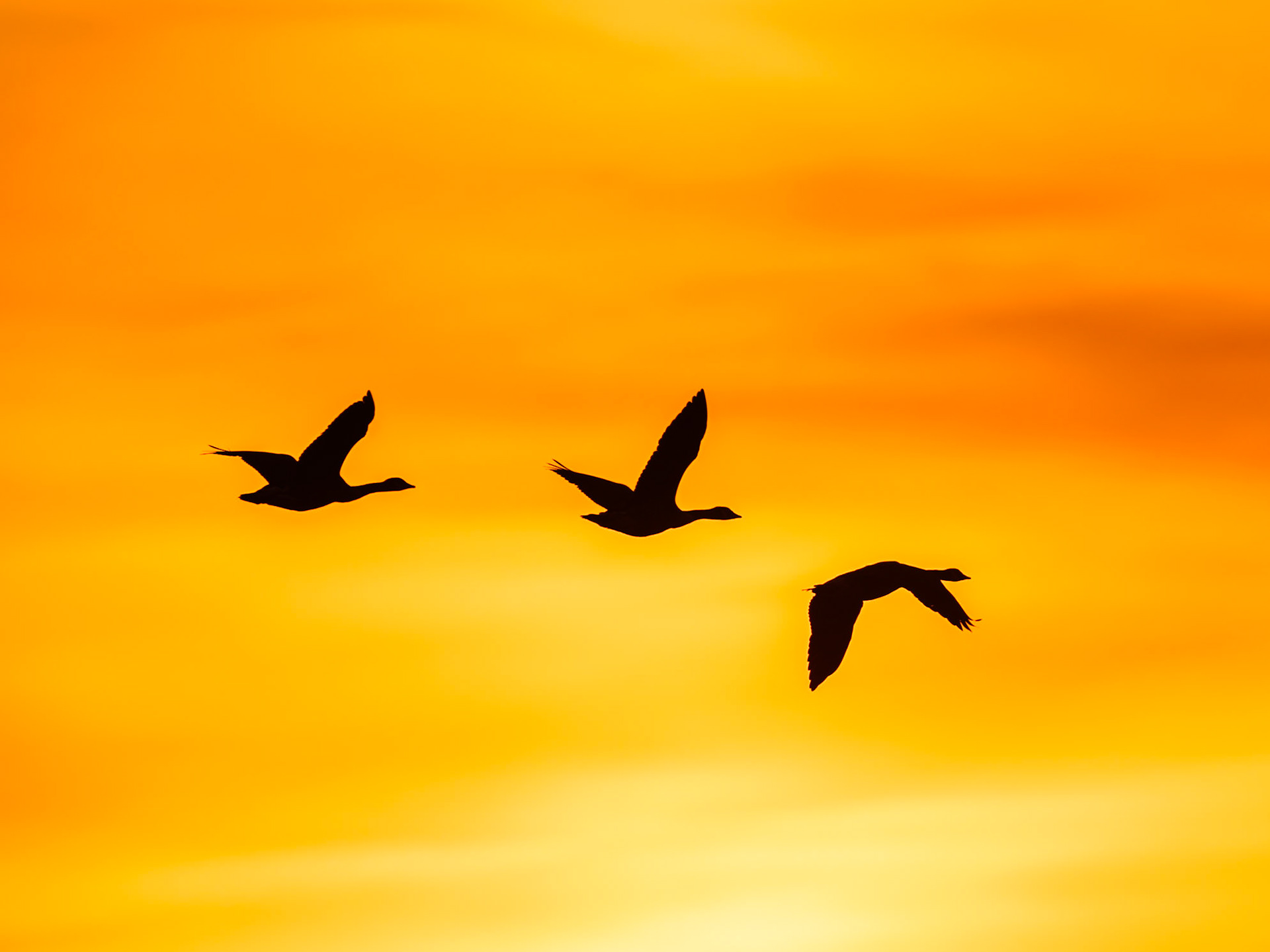 Canada Goose