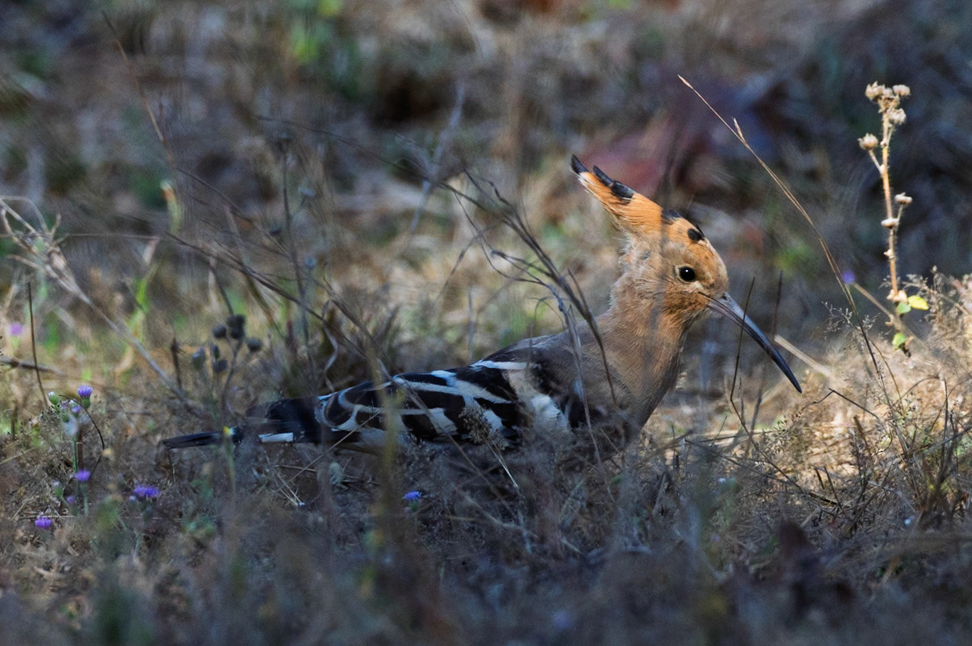 Eurasian hoopoe