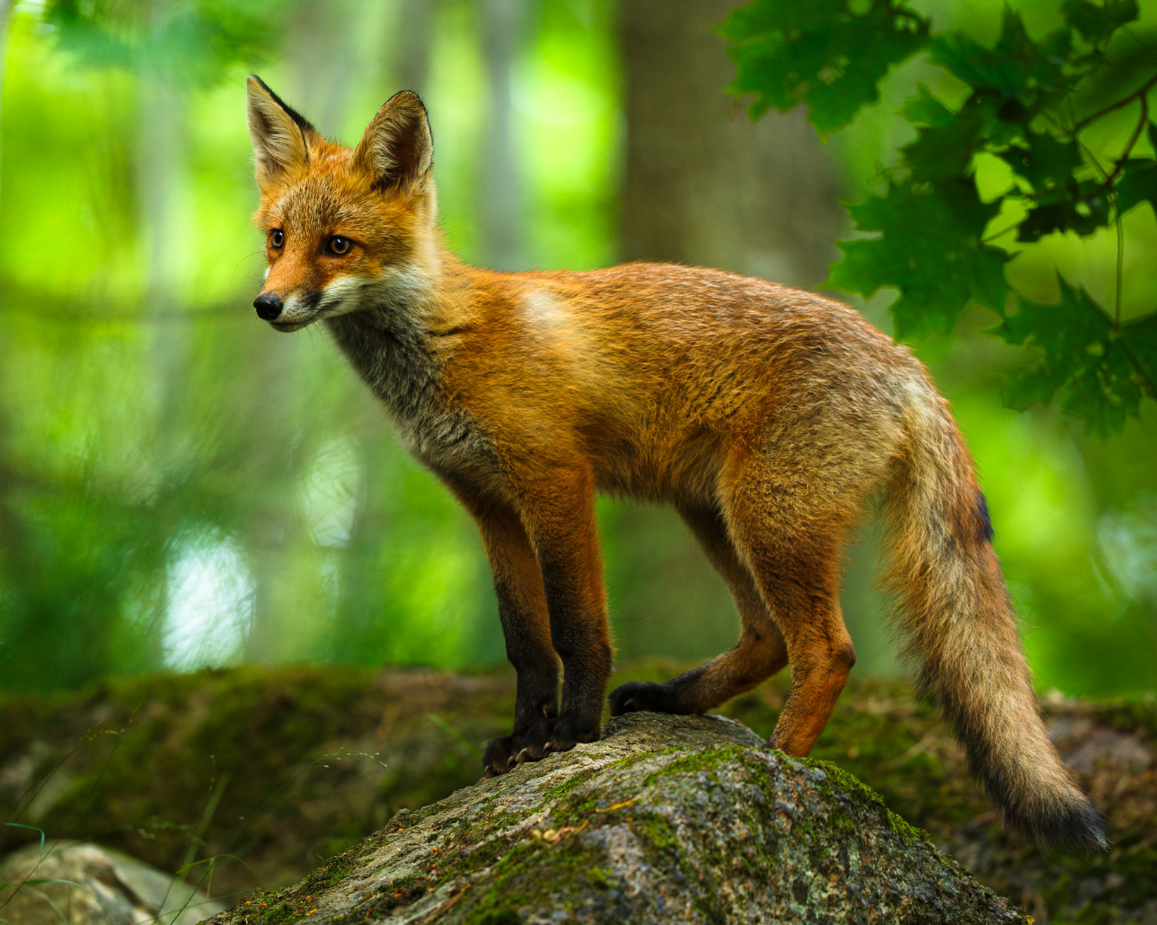 Red Fox