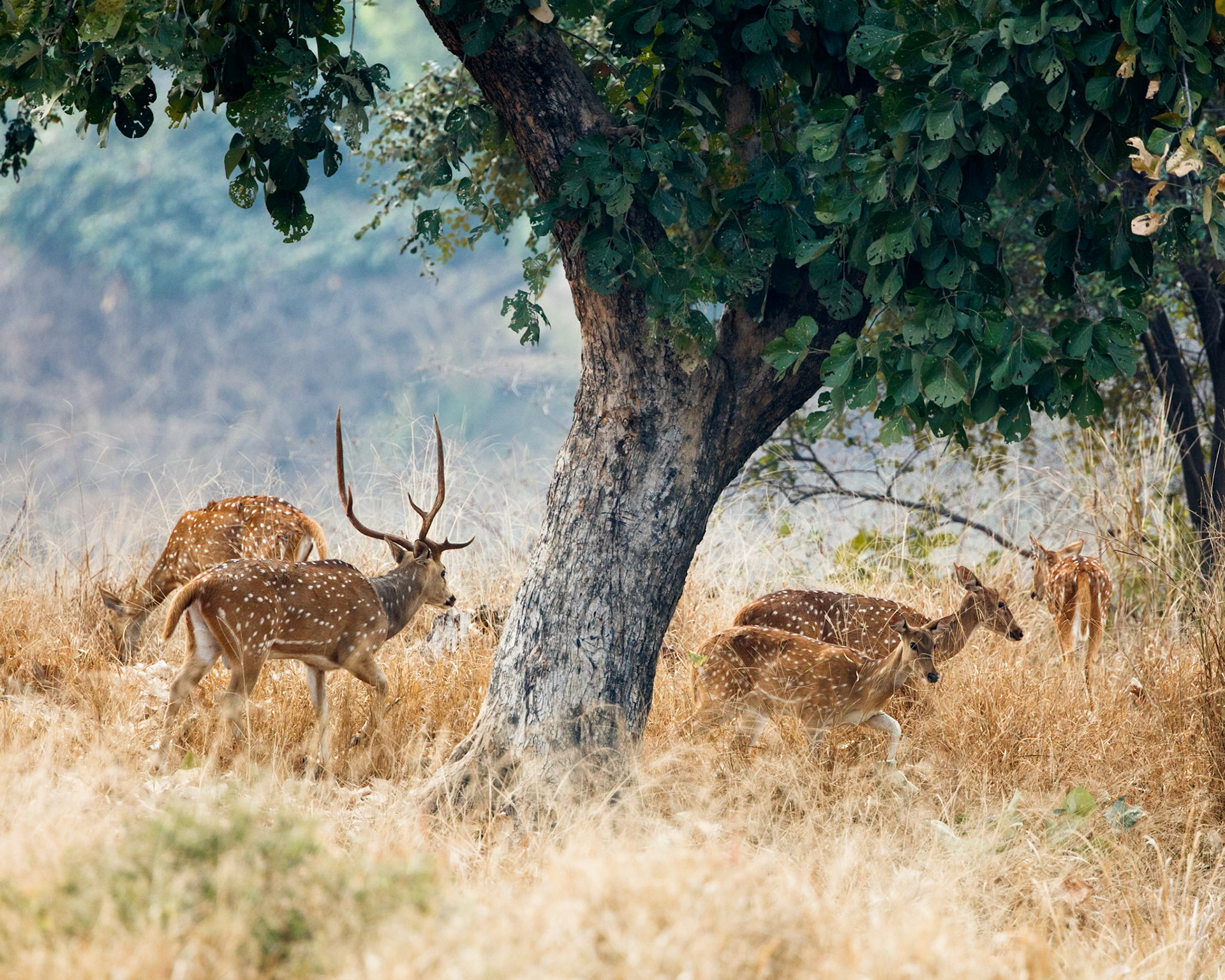 Spotted Deer