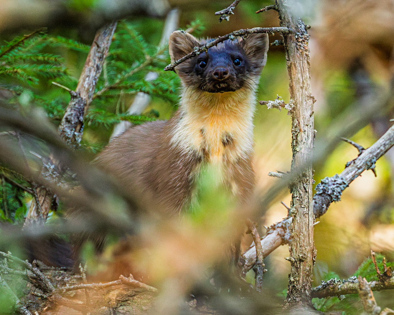 Forest Marten