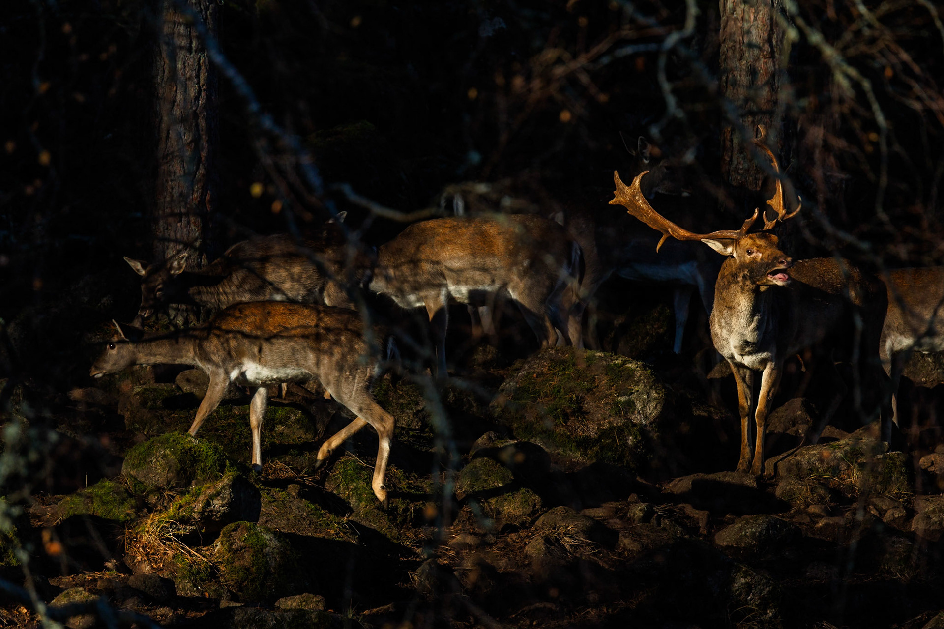 Fallow deer