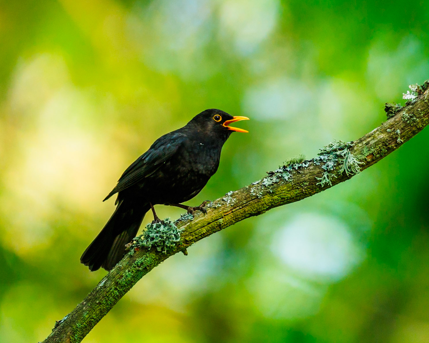 Common blackbird