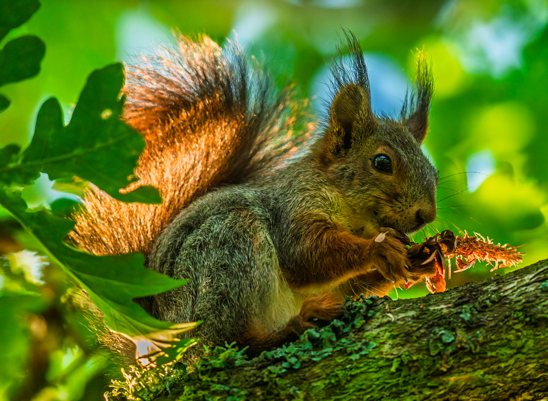 Squirrel