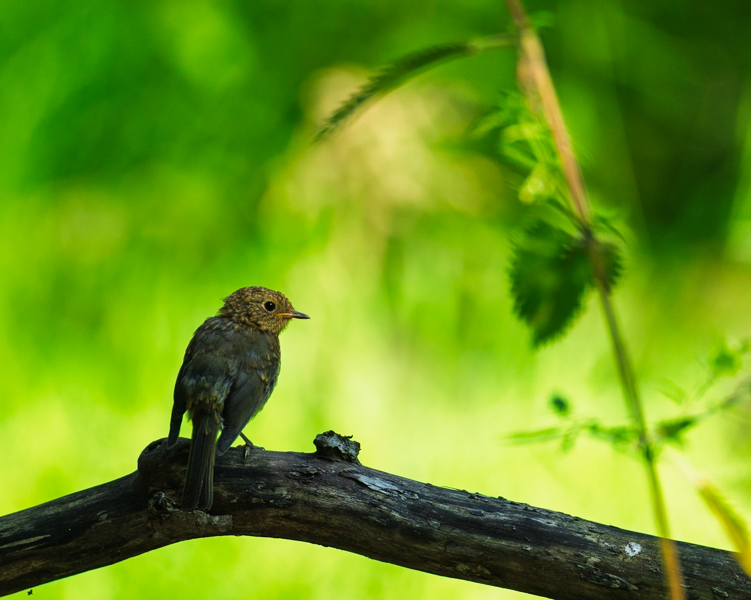 European Robin