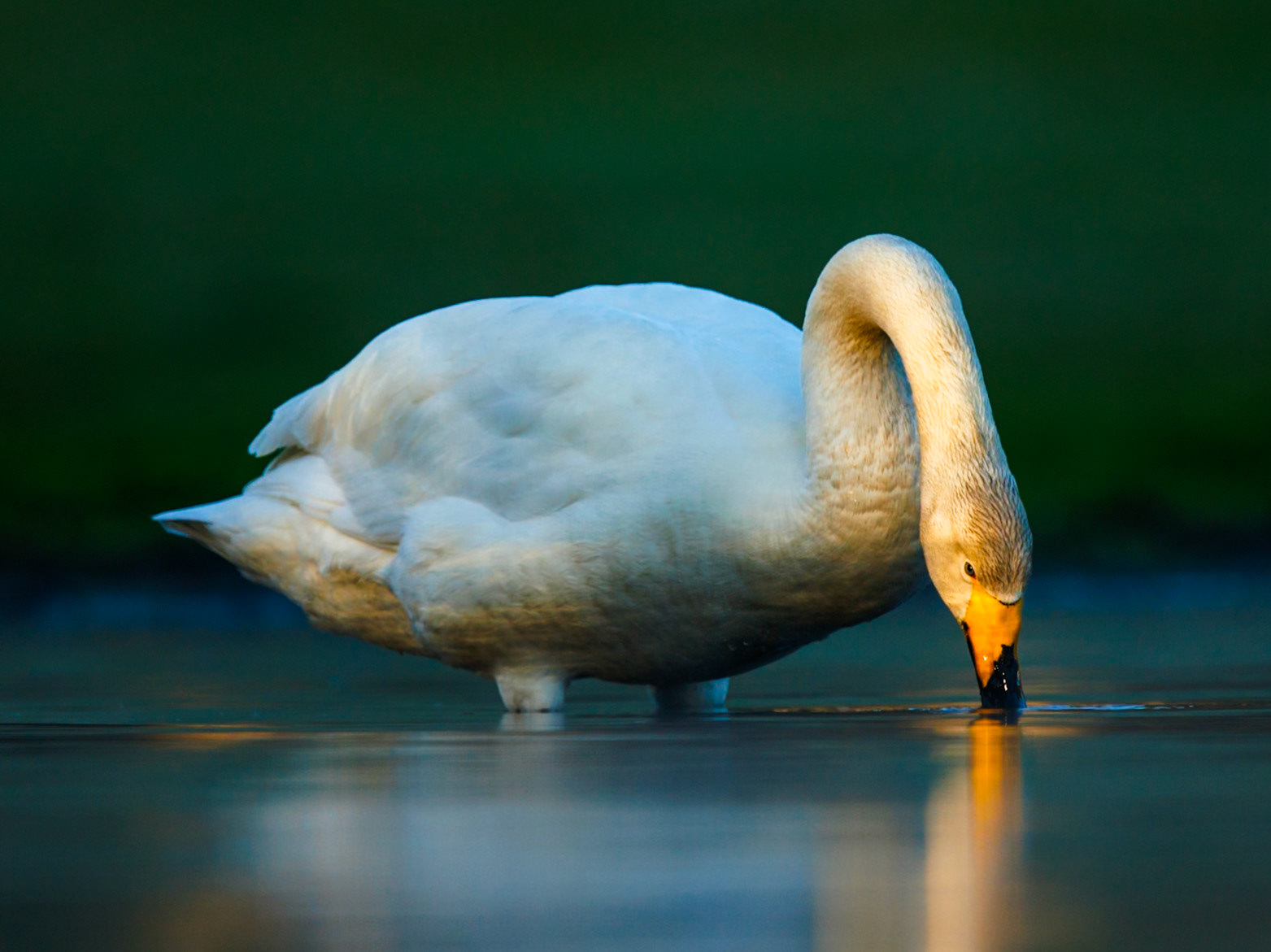 Whooper Swan