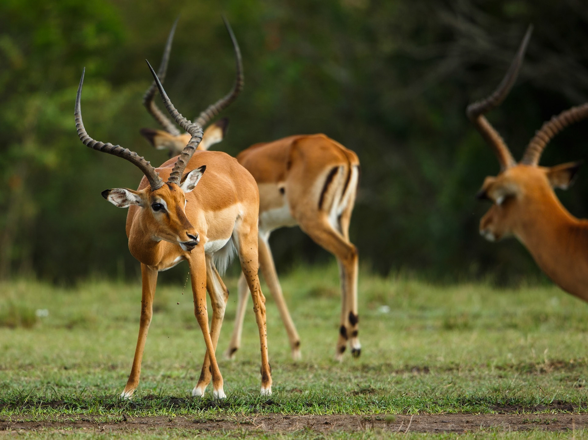 Impala in Masai Mara 2014