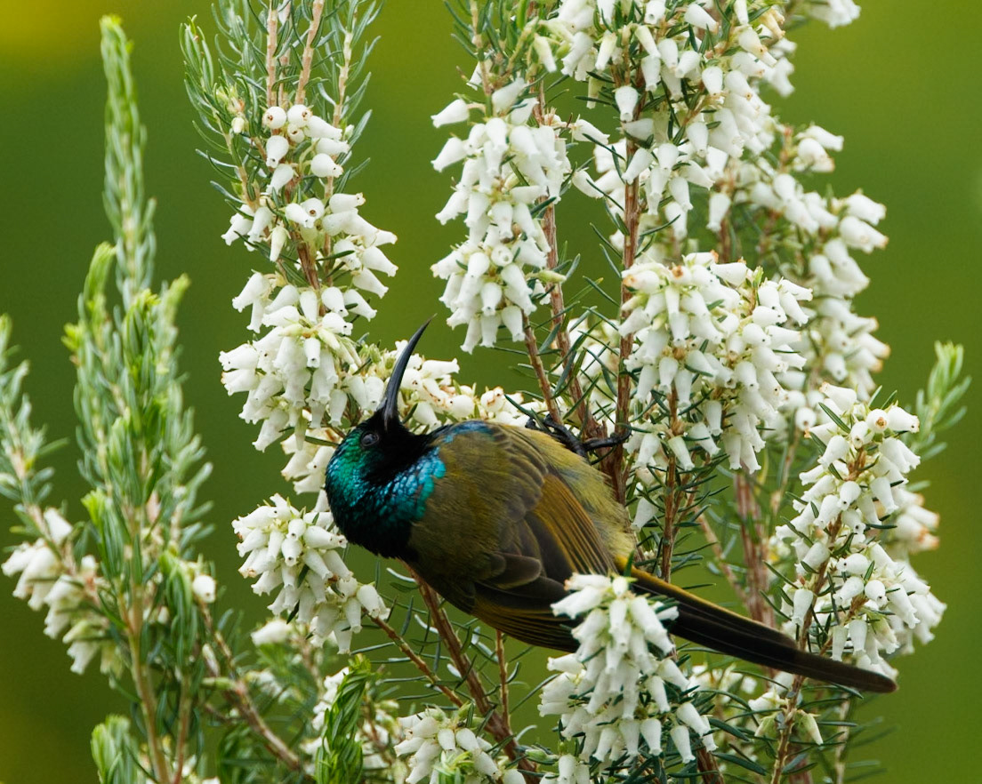 Orange-breasted sunbird