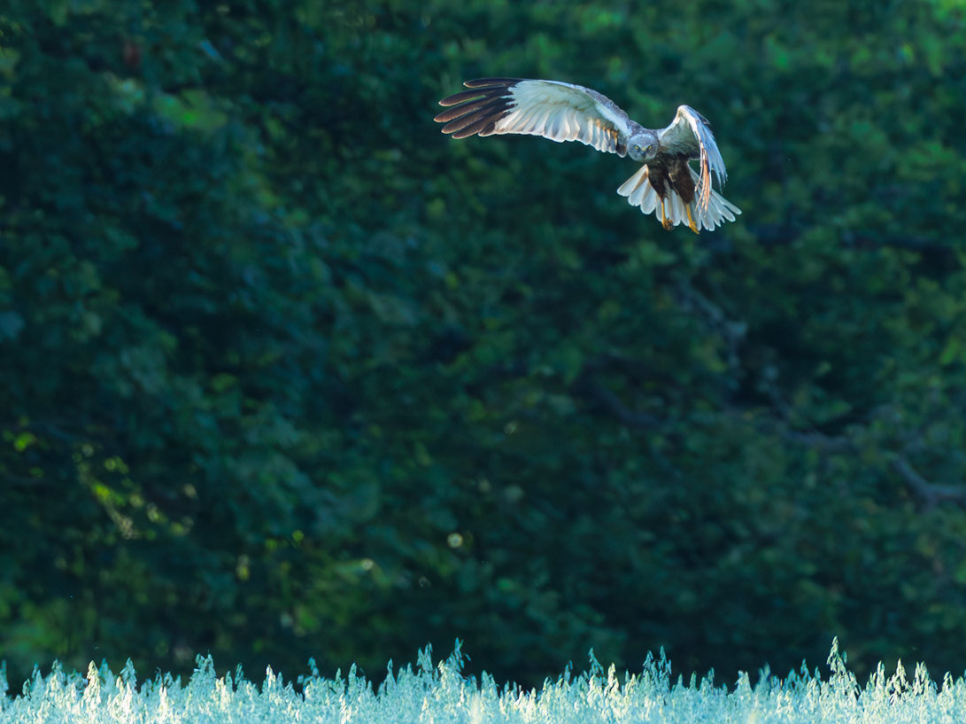 Western Marsh Harrier