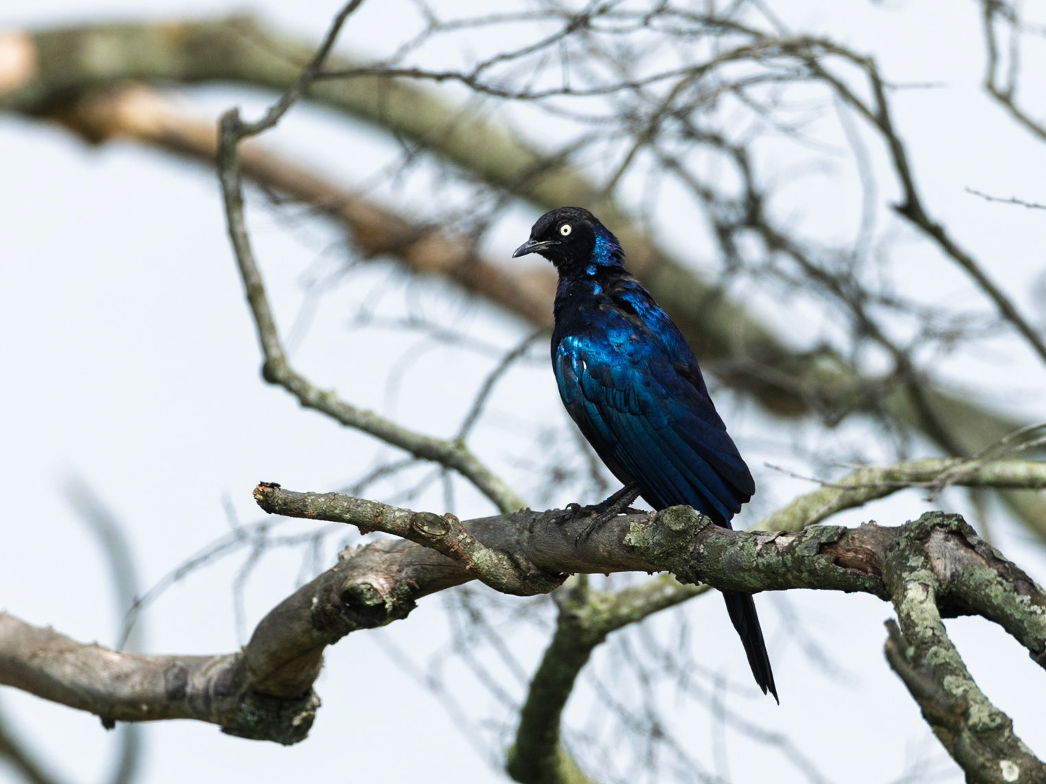 Rueppell's glossy starling in Masai Mara 2026