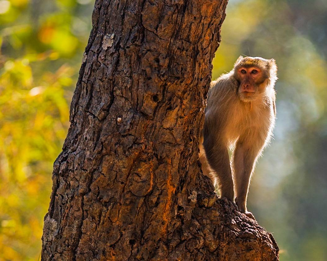 Rhesus Macaque