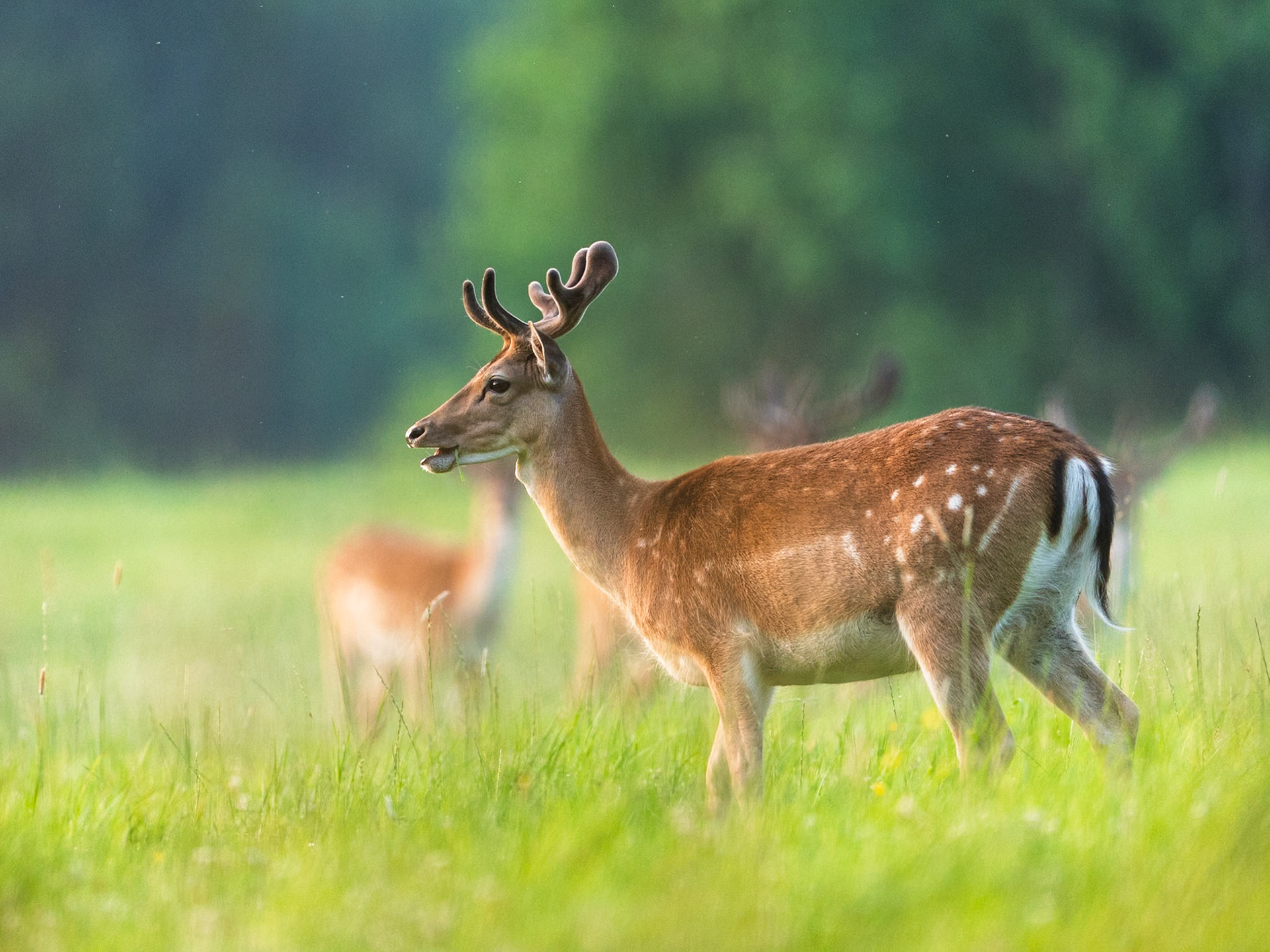 Fallow deer