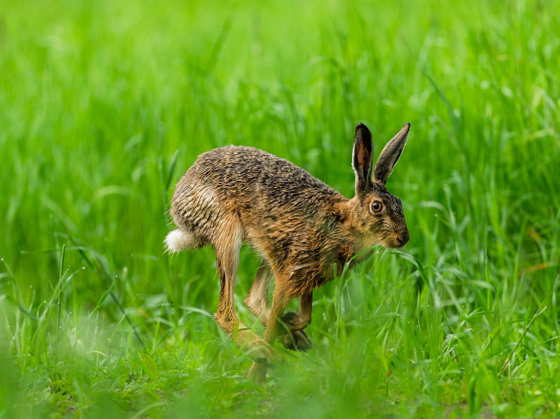 European Hare