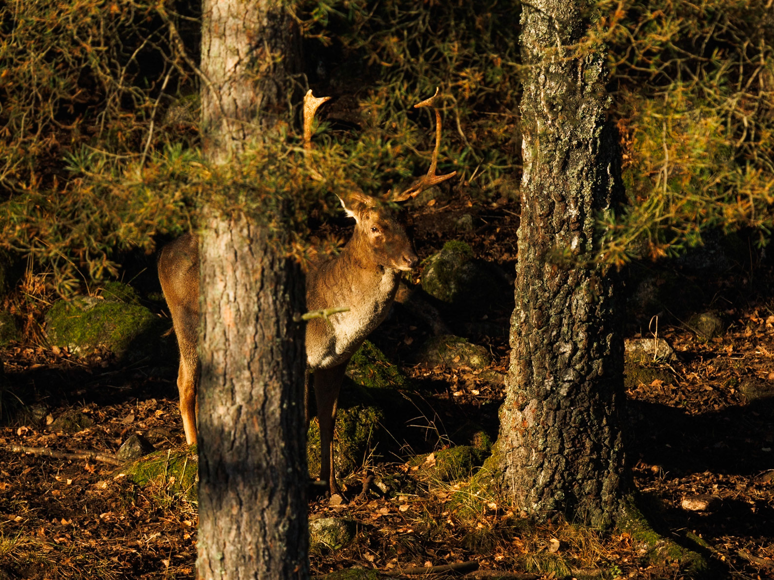 Fallow deer