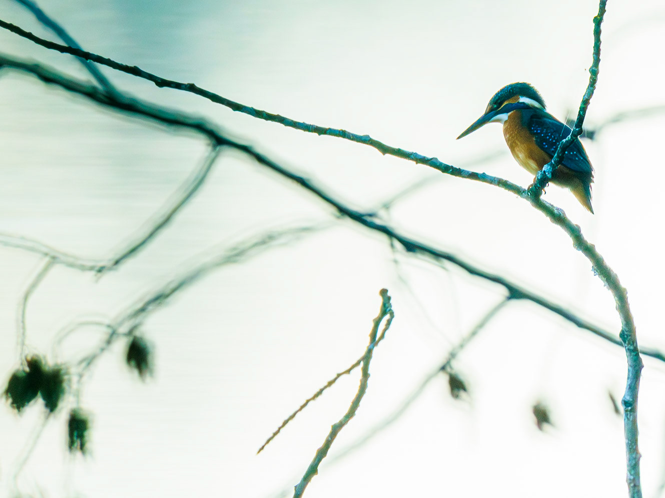 Common Kingfisher