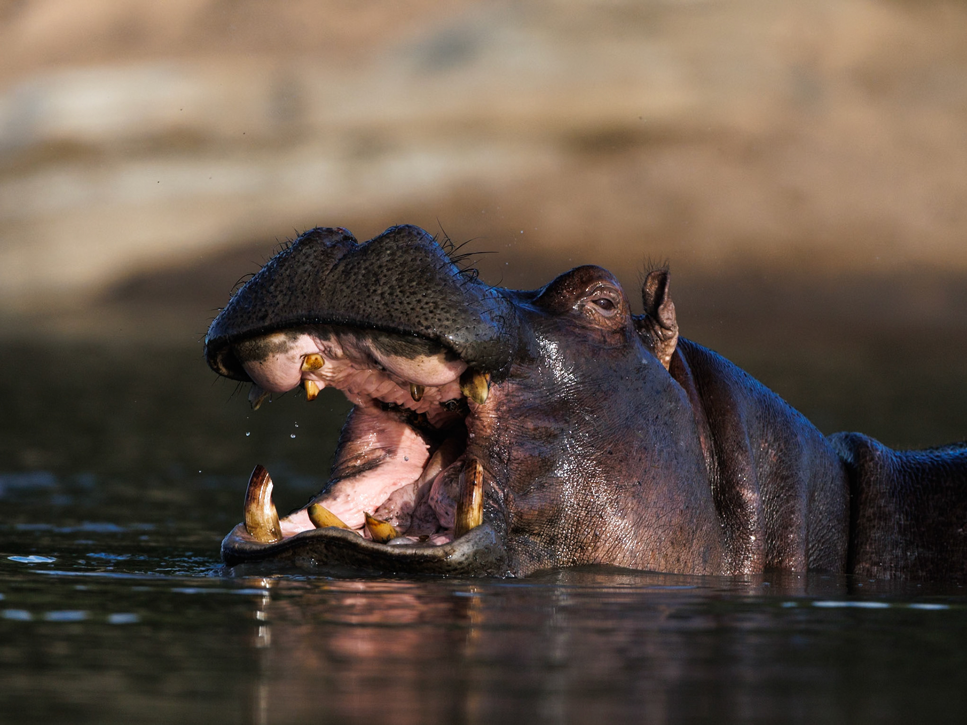 Hippo in Masai Mara 2026