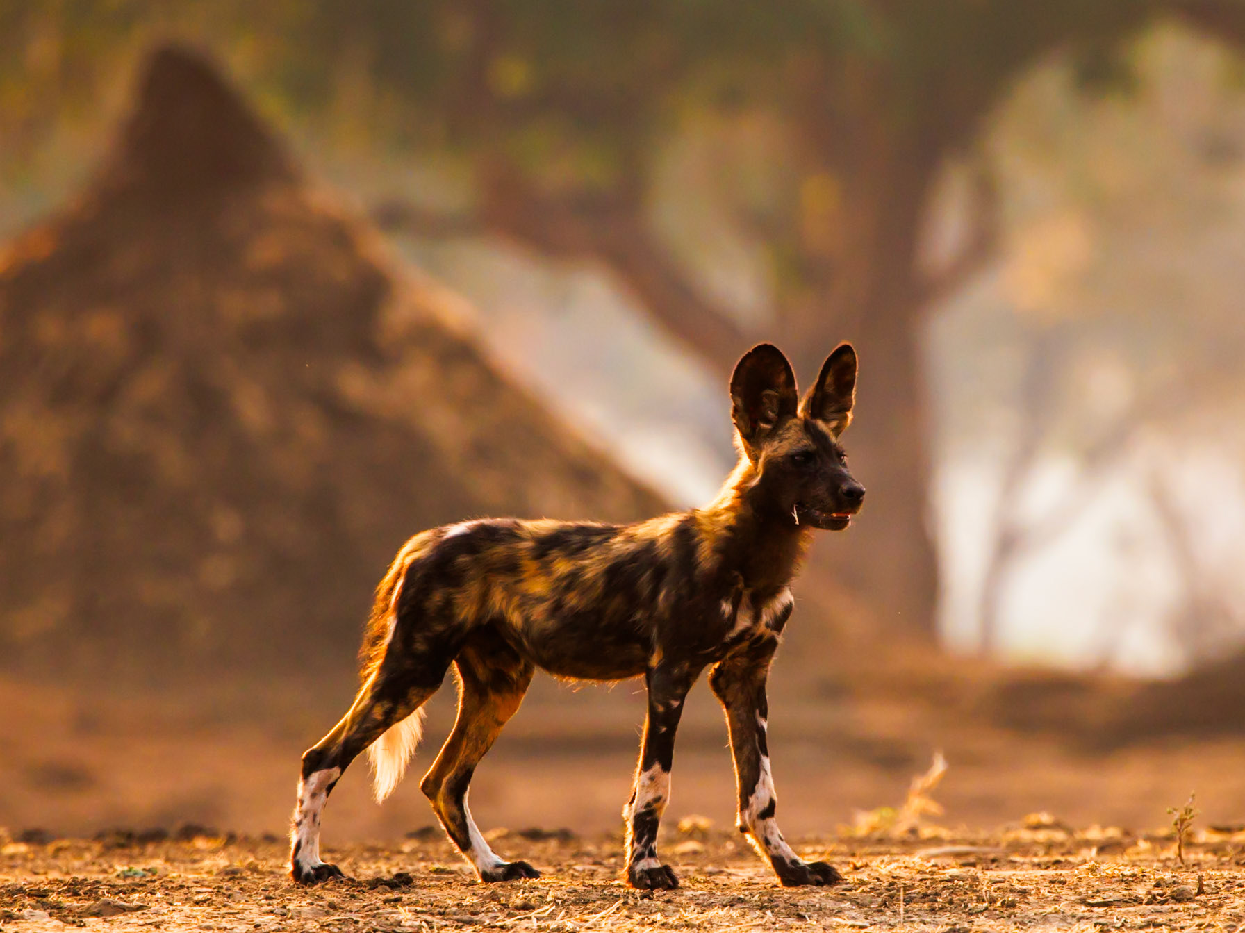 African wild dog