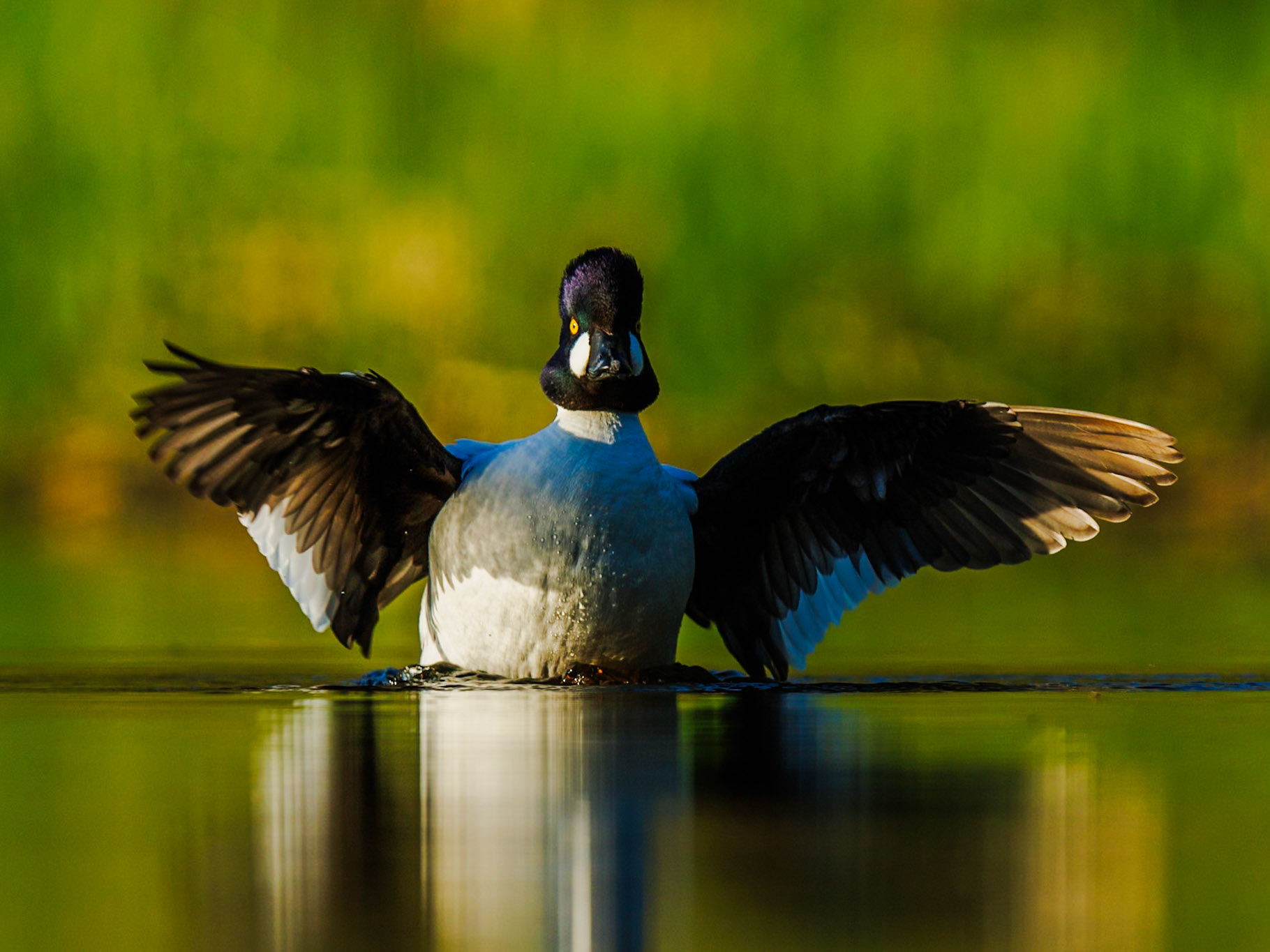 Common Goldeneye