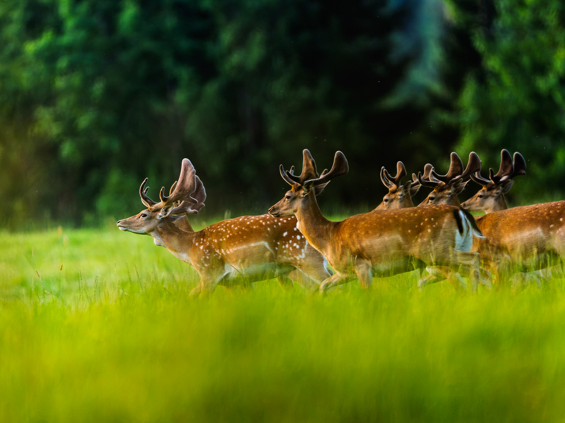 Fallow deer
