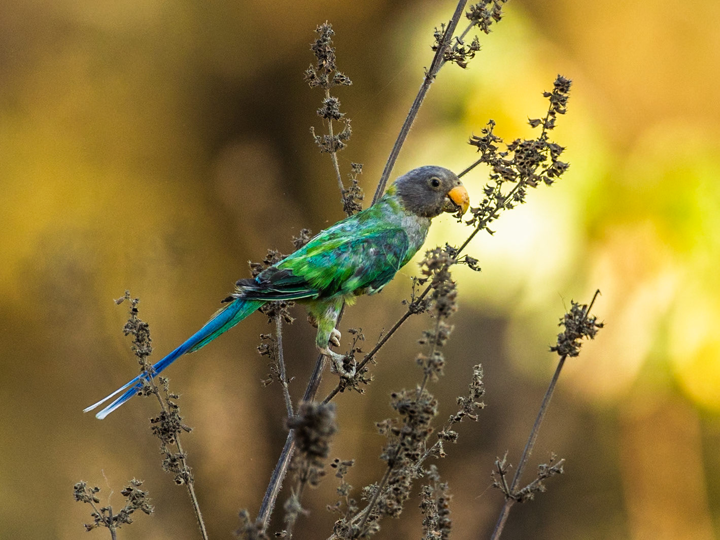 Grey-headed parakeet