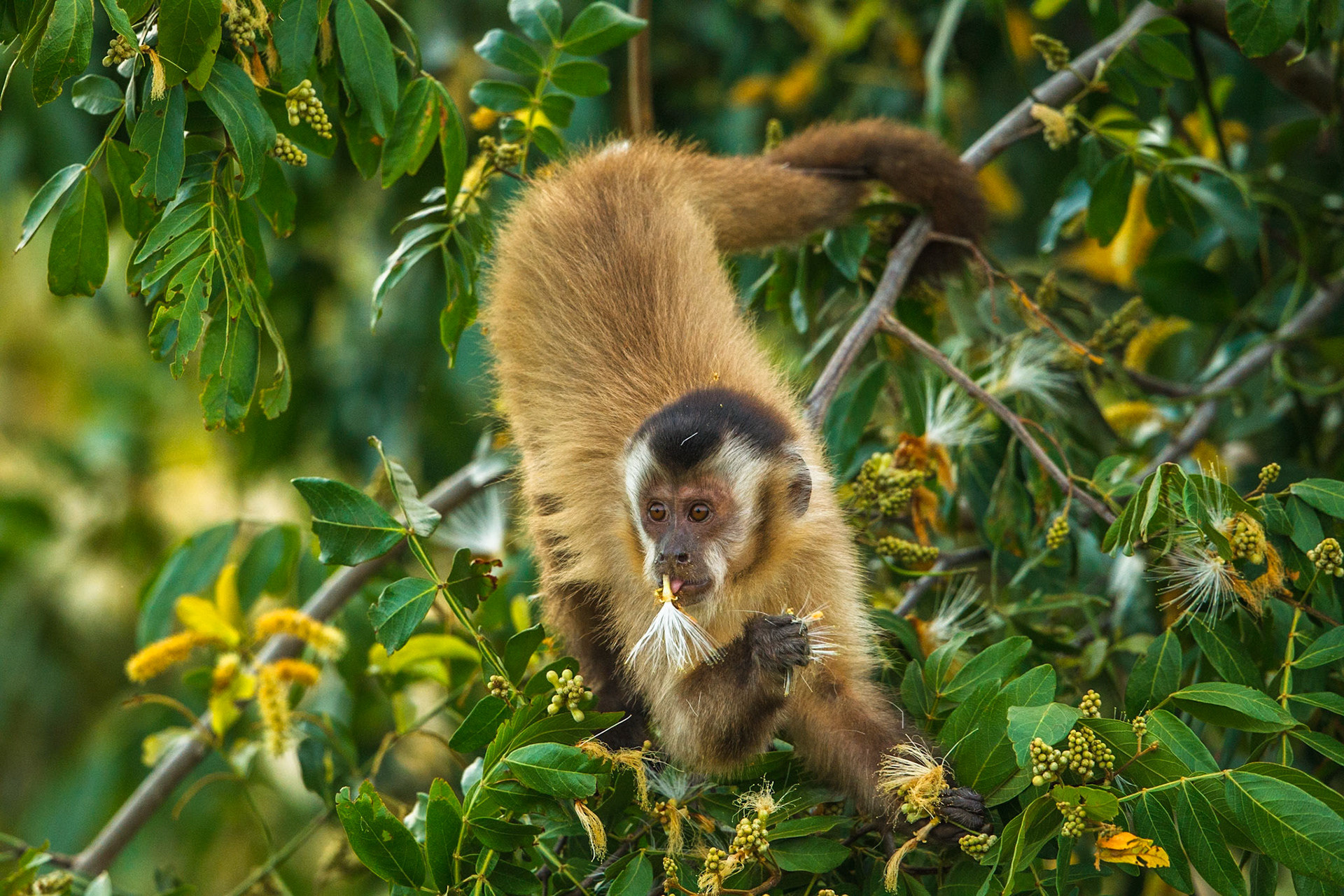 Black-Striped Tufted Capuchin