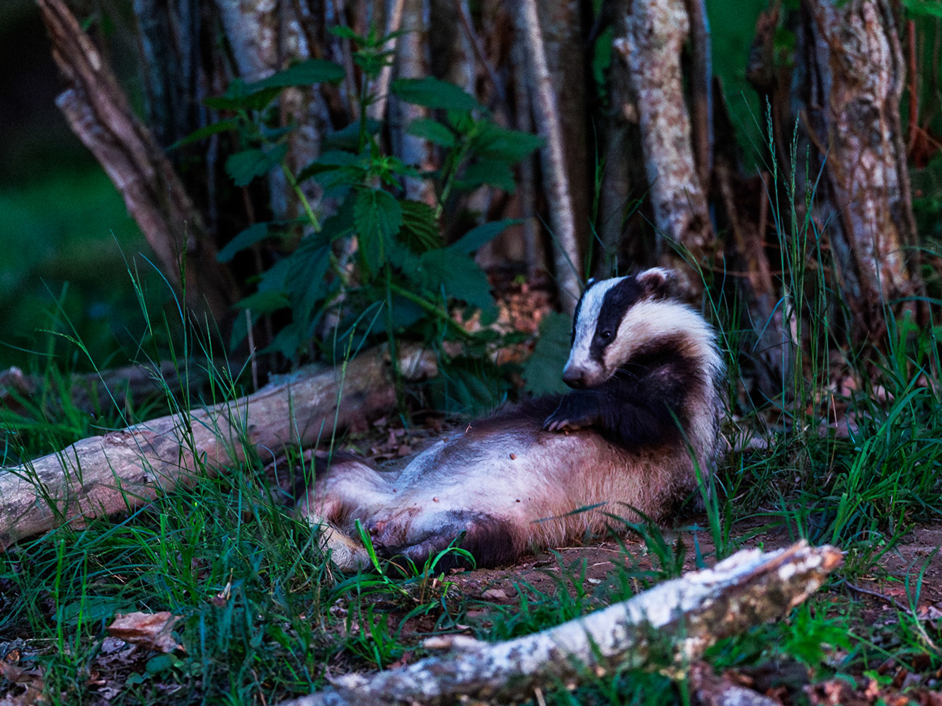 Badger