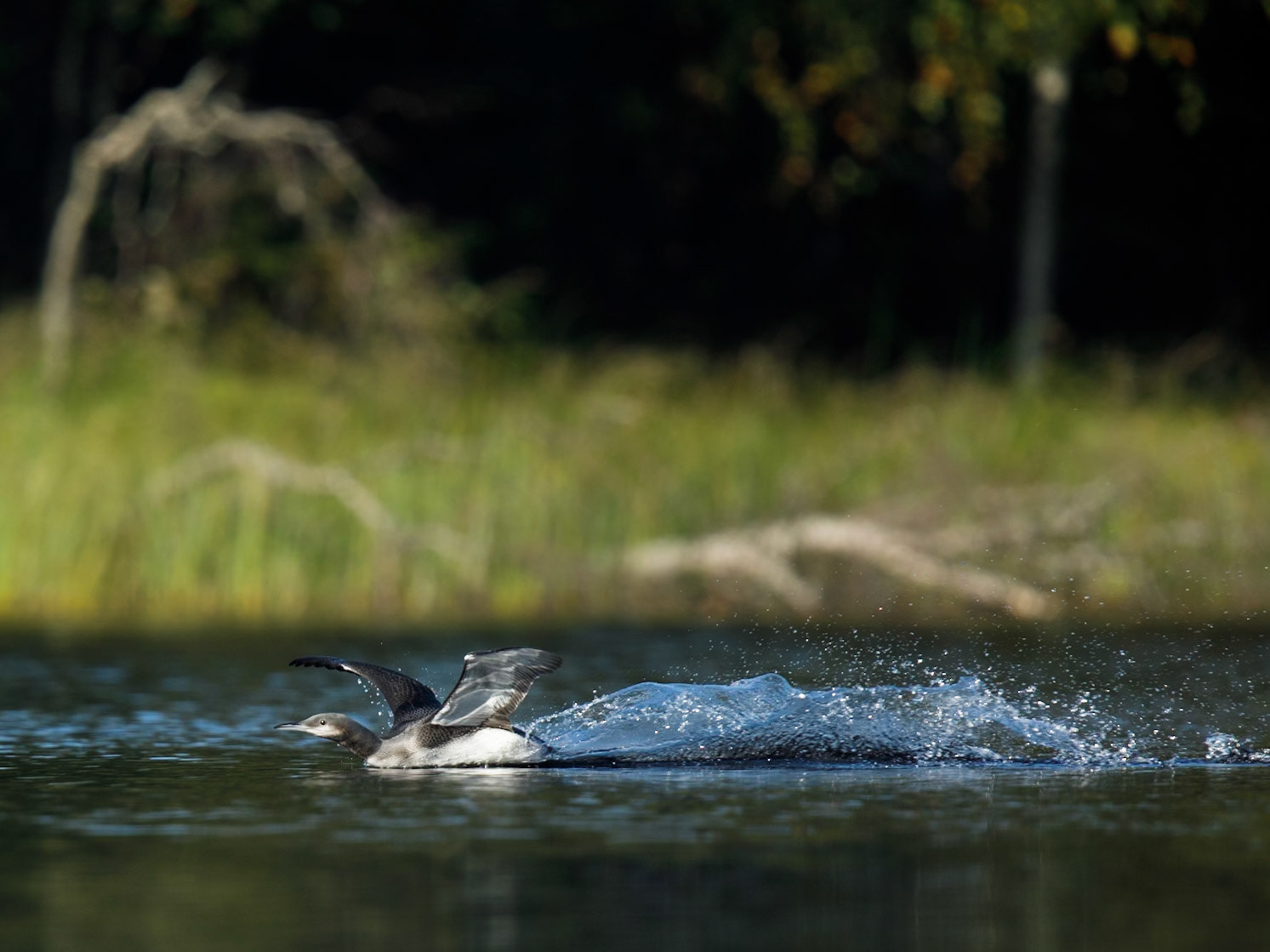 Black-throated Diver