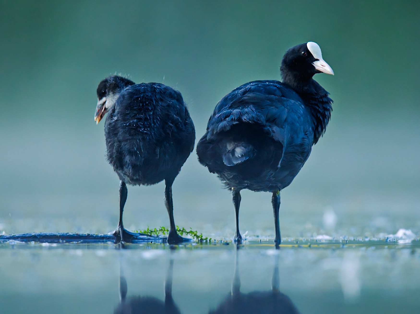 Eurasian Coot
