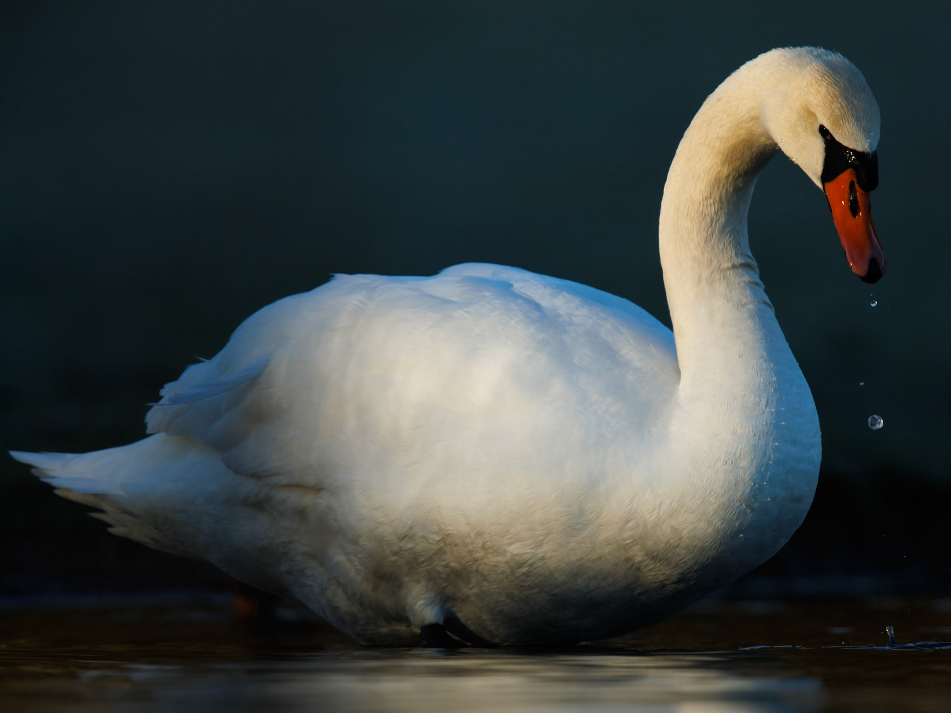 Mute Swan