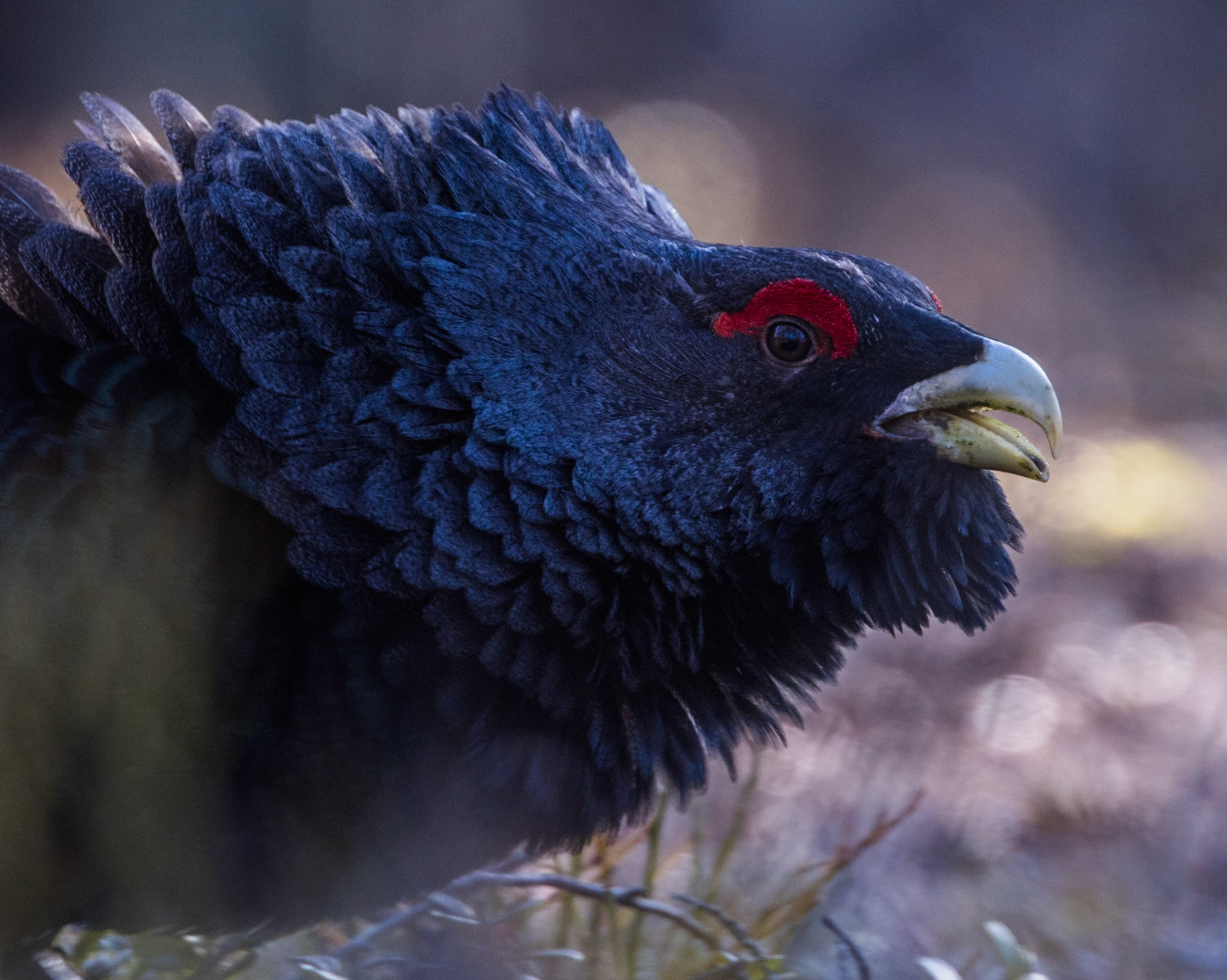 Western Capercaillie