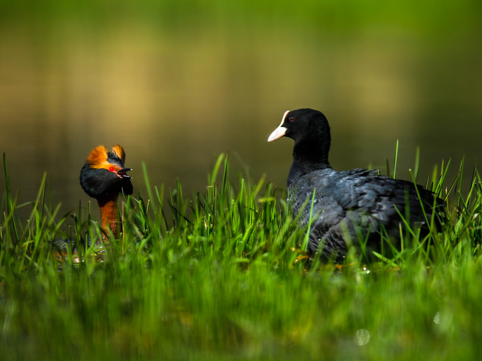 Slavonian Grebe / Eurasian Coot
