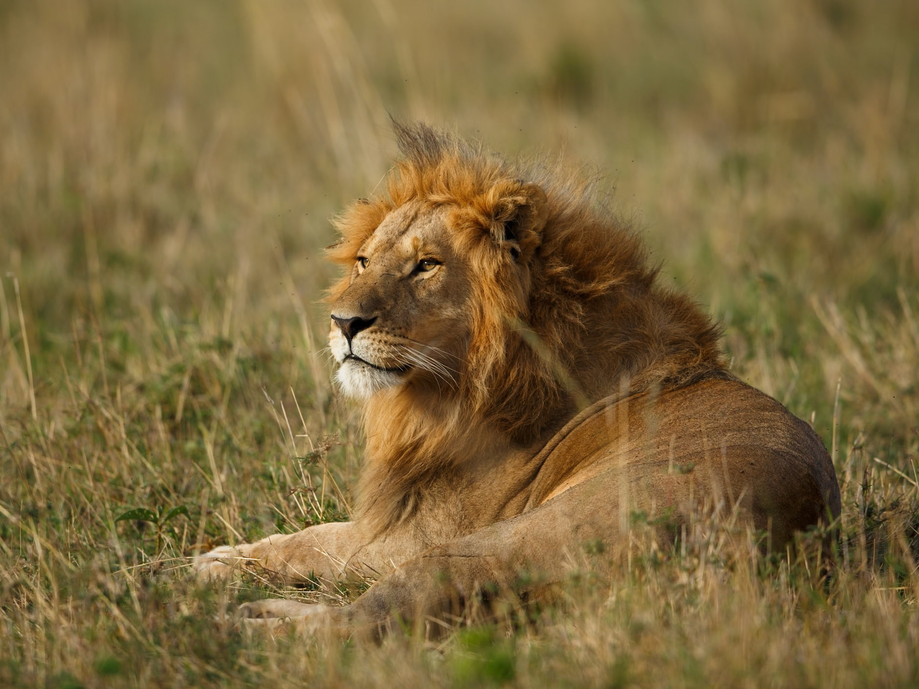 Lion in Masai Mara 2014