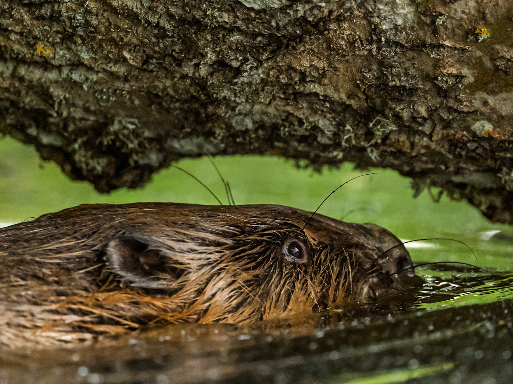 Beaver