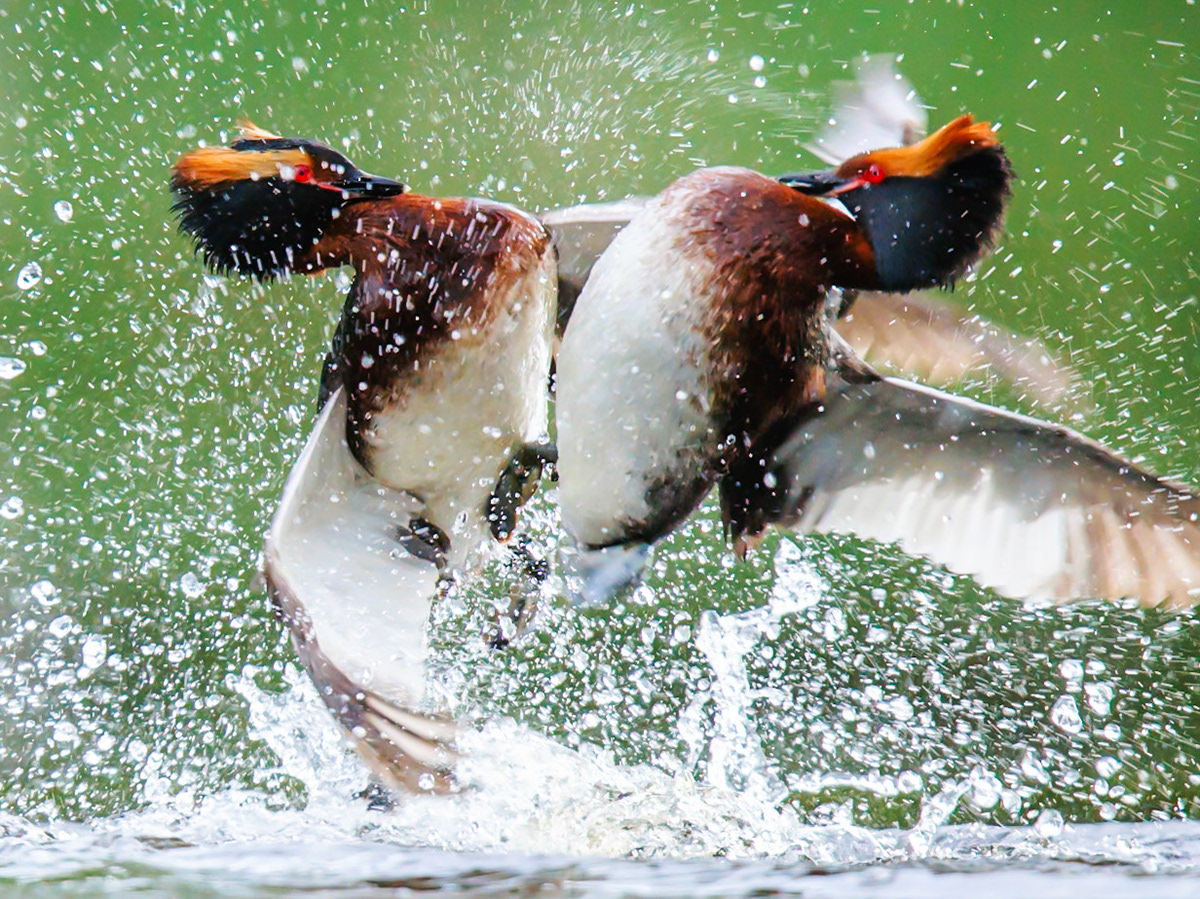 Slavonian Grebe
