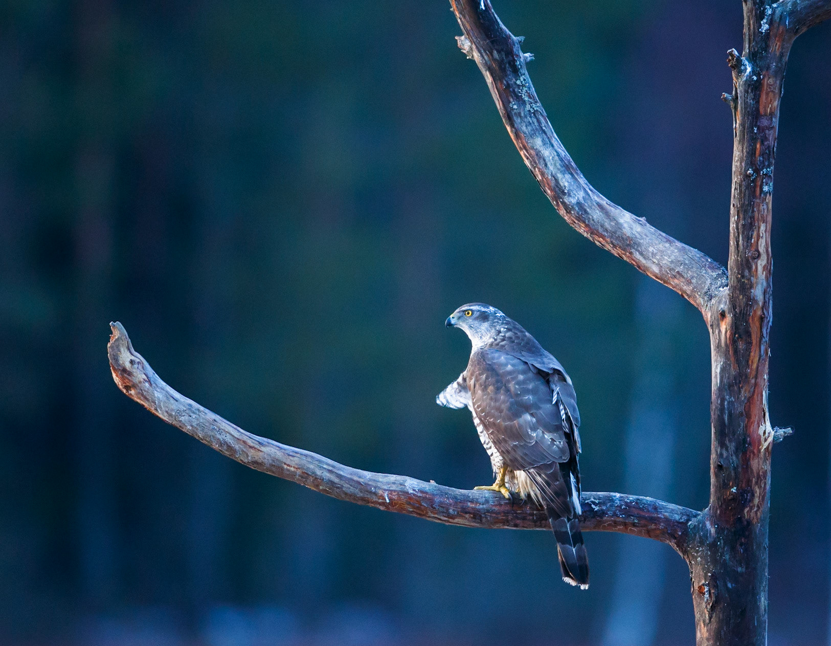 Northern Goshawk