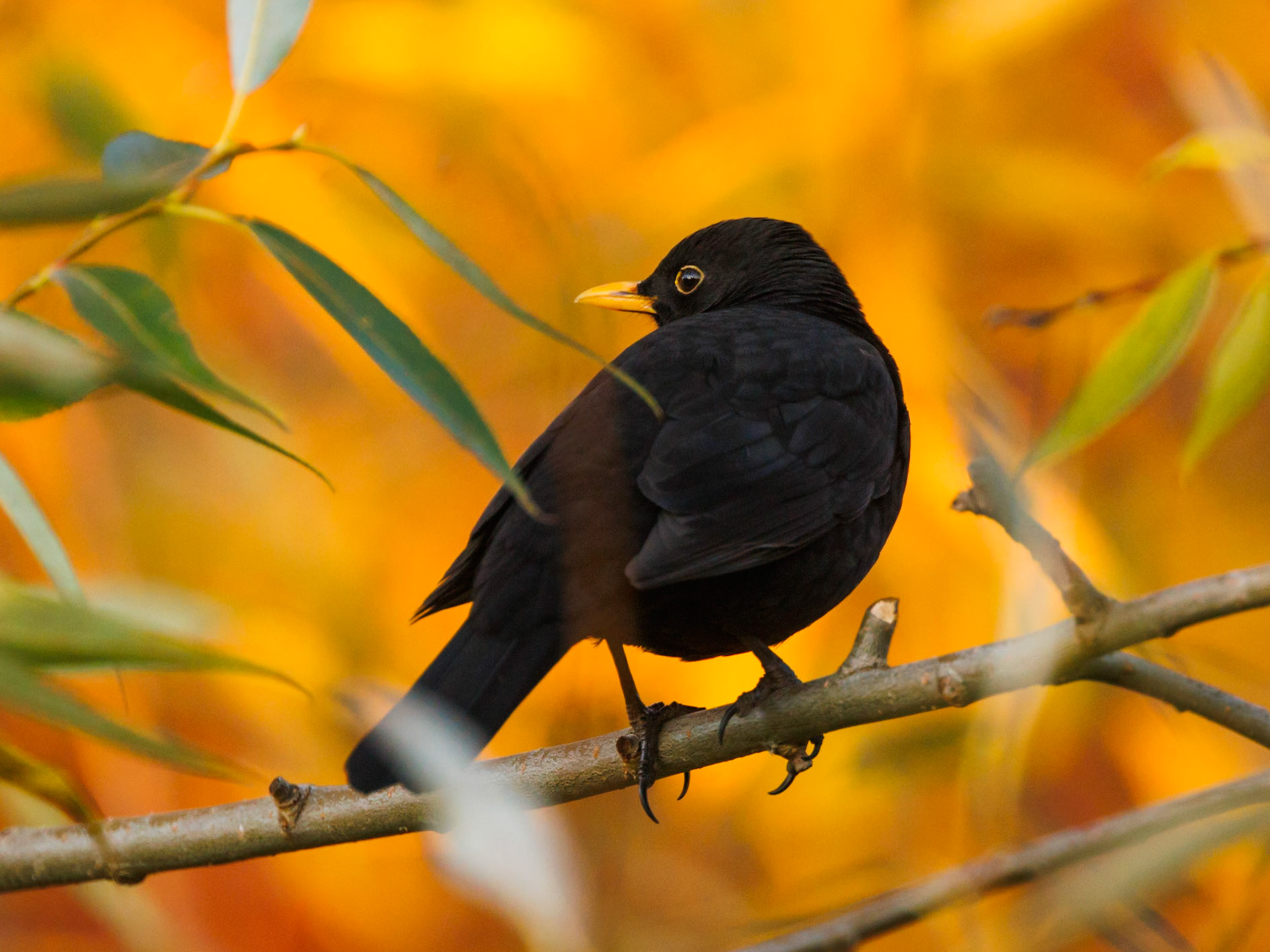 Eurasian Blackbird