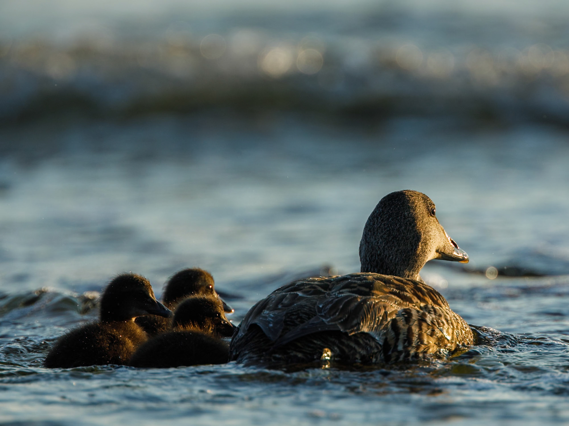 Common Eider